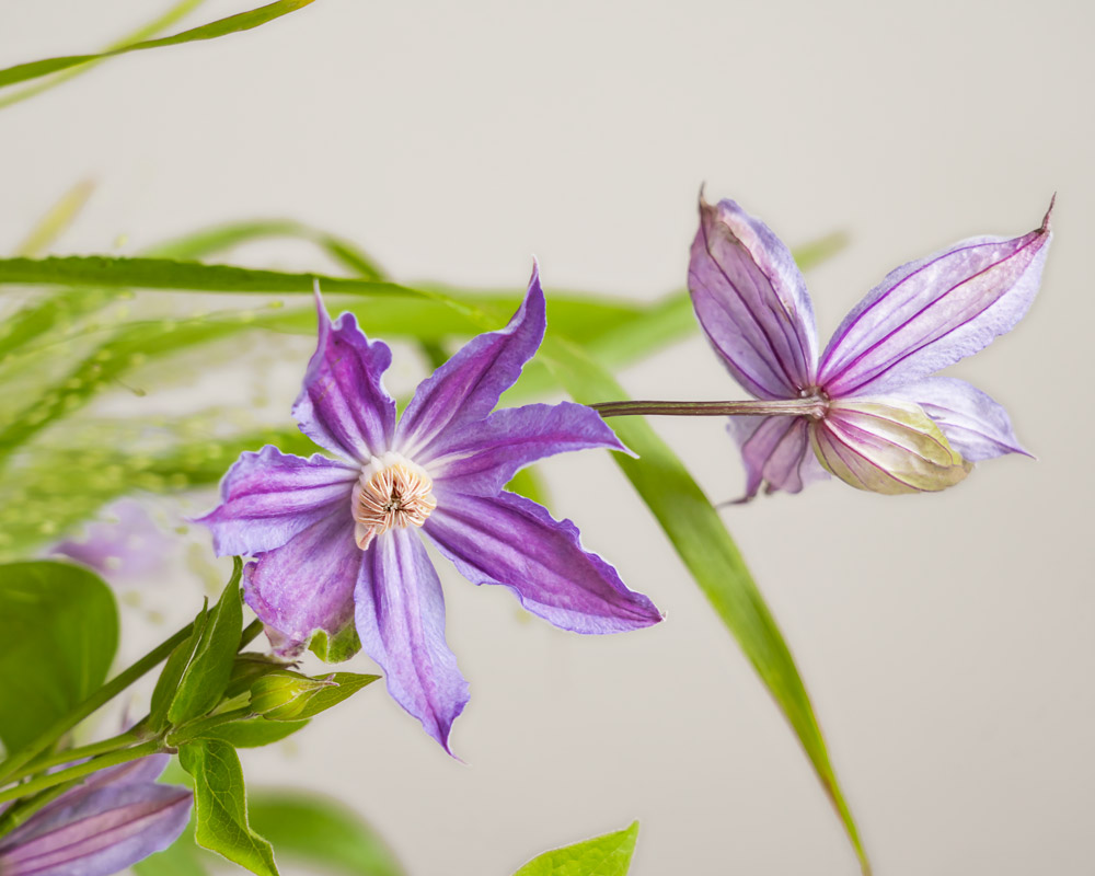 Brudbukett-Klematis-Vild-Detalj-Bröllopsbukett-Interflora.jpg