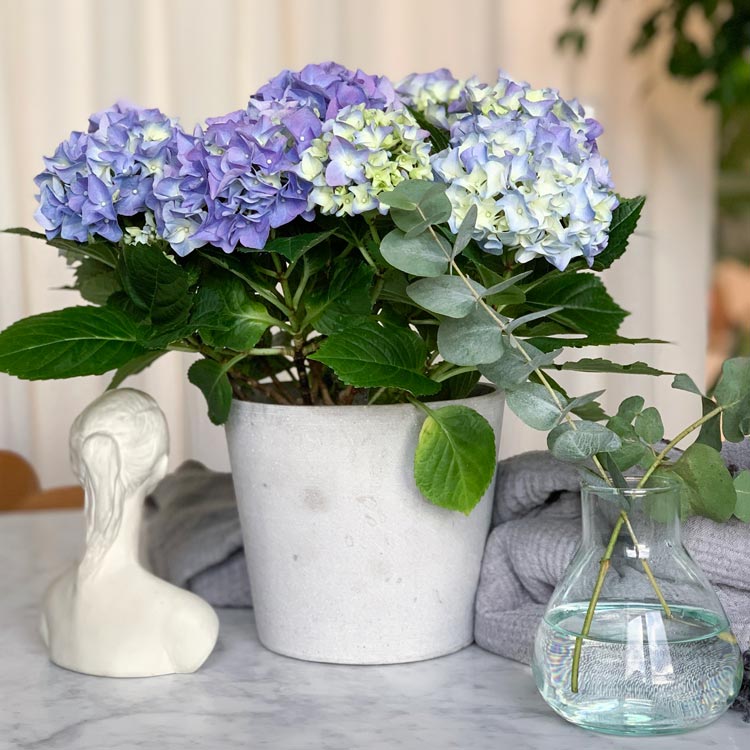 inreda-hortensia-topp.jpg